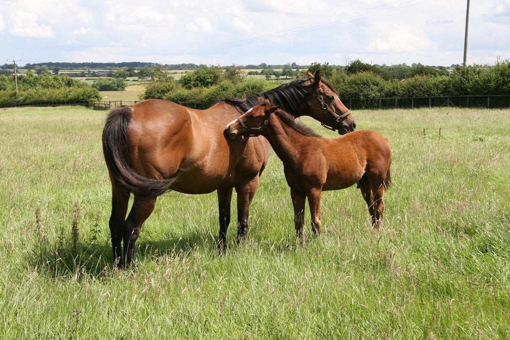 AlgalSorb - Driven by Data and Designed by Science